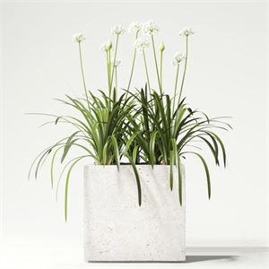 plant